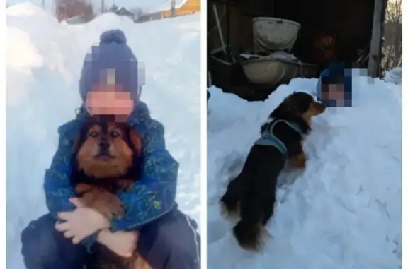 Пропала собака Филя в Петропавловске-Камчатском