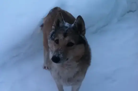 Найдена собака в районе оз. Сямозеро, Петрозаводск