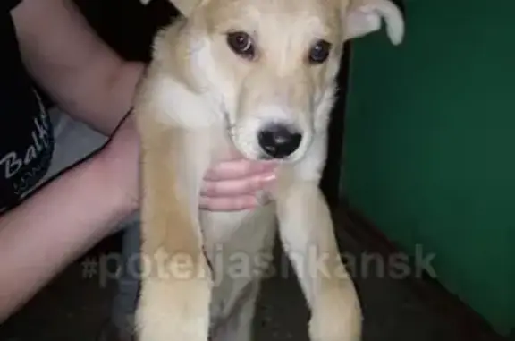 Срочно ищем хозяев для найденного щенка в Бердске