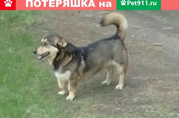 Пропала собака на ст. Повалиха, Барнаул