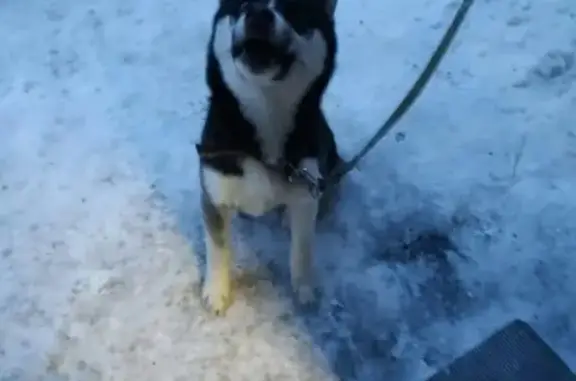 Найдена собака в Октябрьском районе Новосибирска