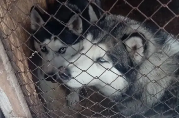 Найдены собаки в поселке Витаминка, Новосибирск