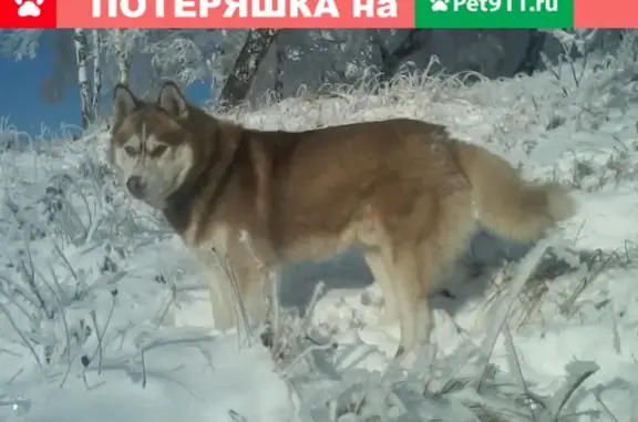 Пропала хаски в Горно-Алтайске.