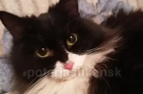 Найден кот с хриплым мяуканьем в Заельцовском районе, тел. Татьяна