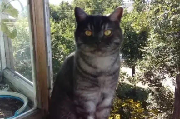 Кошки потеряшки, Киров, фото: Потеряшка кот в Слободском, Россия