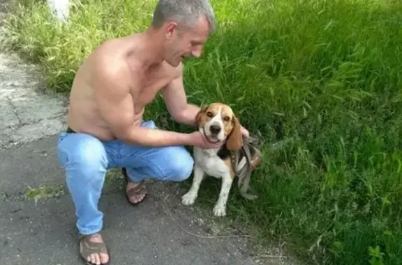Пропала собака бигль в Новороссийске