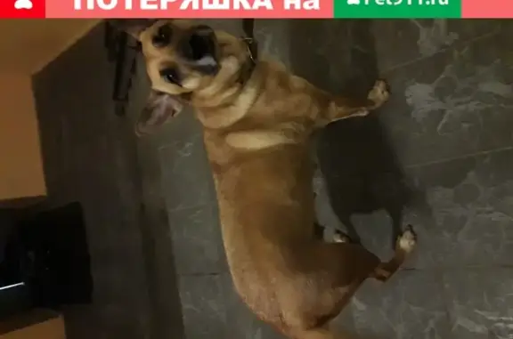 Найдена беременная собака в ошейнике в Кирове