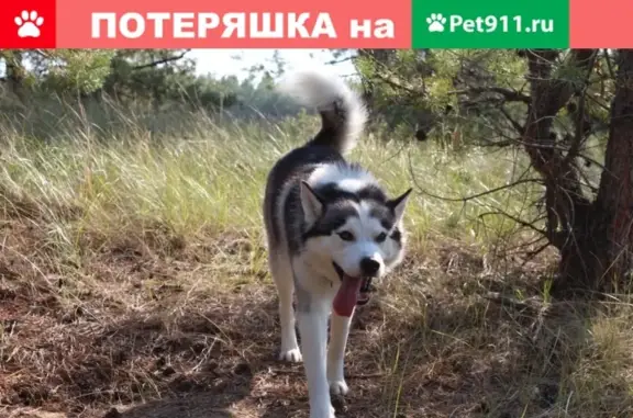 Пропал пес Макс, хаски, возле элеватора в Соль-Илецке, Оренбургская область