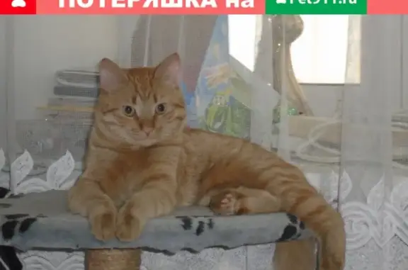 Пропал кот Барсик, ул.Строителей 12, Петрозаводск