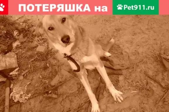 Пропала собака Байкал, м. Емваль, Сыктывкар, Республика Коми