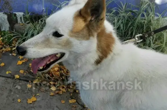 Найдена собака на Ереванской, ищем старых хозяев