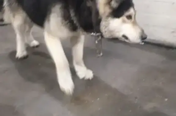Найден пёс с ошейником в Кемерово