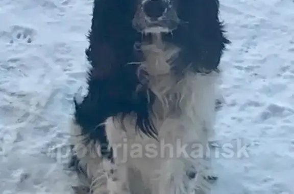 Пропала собака 19.01, русский спаниель, Новосибирск