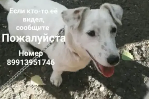Пропала собака Маша в Октябрьском районе