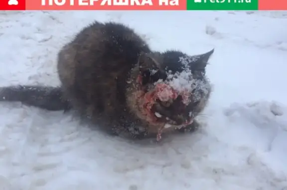 Найдена кошка около автозаправки на Владимирском шоссе