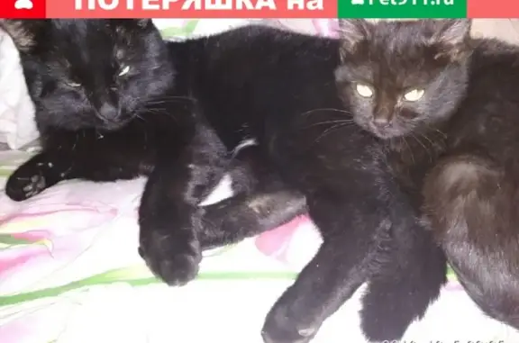 Пропал крупный черный кот с белым пятном на животе в Рязани