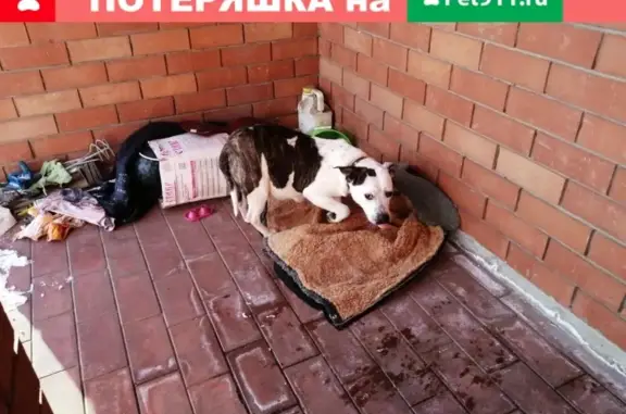 Найдена собака в Старой Майне, тел. Светлана (Ульяновск)
