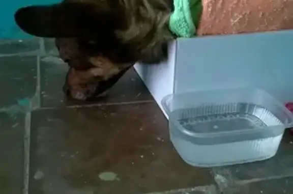 Найдена замёрзшая собака в Волгодонске