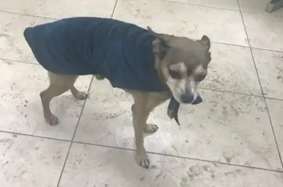 Собака найдена на улице Копылова, Красноярск
