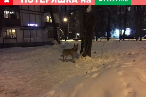 Найдена собака песочного цвета в Москве, район Богородское