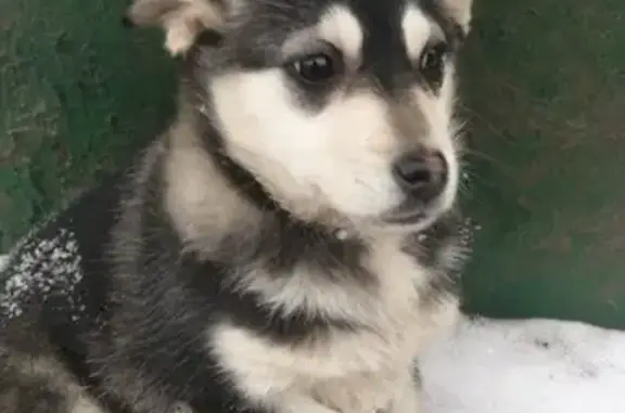 Найдена собака на улице Кетчерской, Москва, 20.01.2019 https://vk.com/bboy_r1