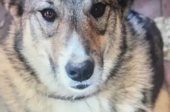Пропала собака Лайка в Малоярославце, Калужская область
