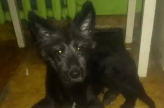Найдена собака на ул. Богдана Хмельницкого
