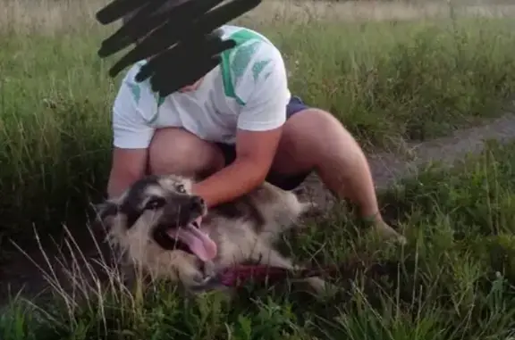 Пропала собака в селе Дядьково, без ошейника