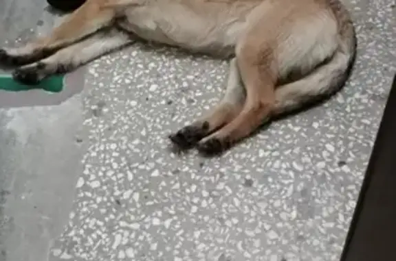 Найдена собака в Ноябрьске, Ямало-Ненецкий АО