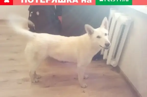Найдена собака в Добрострое, ищет дом без котов