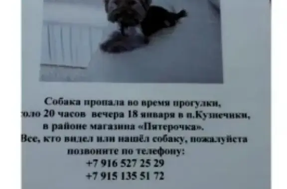 Пропала собака в Подольске, МО (https://vk.com/id188274890)