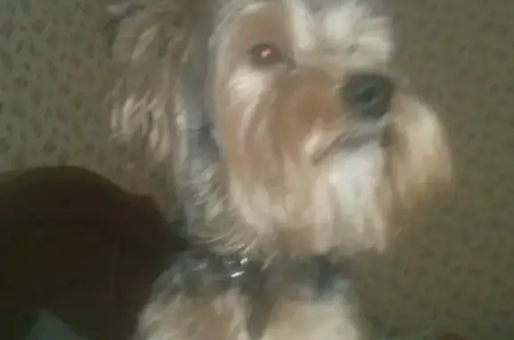 Пропала собака в Конаково, Тверская область https://vk.com/id498405391
