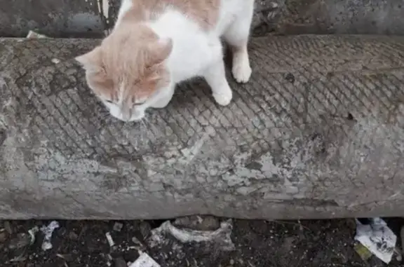 Найден кот в Новоподрезково, Химки: добрый и ласковый.