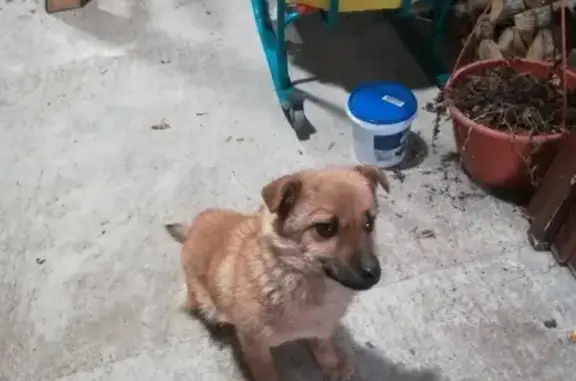 Найдена маленькая собачка в Барановичах