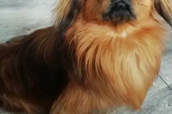 Пропала собака на улице Есенина, Куйбышев, Новосибирская обл.