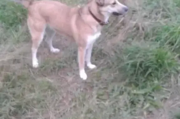 Пропала собака Алиса в районе Метроград, нужна помощь!
