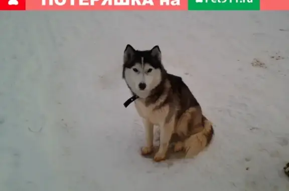 Найдена бело-чёрная лайка в Ногинске, район Бабёнки.