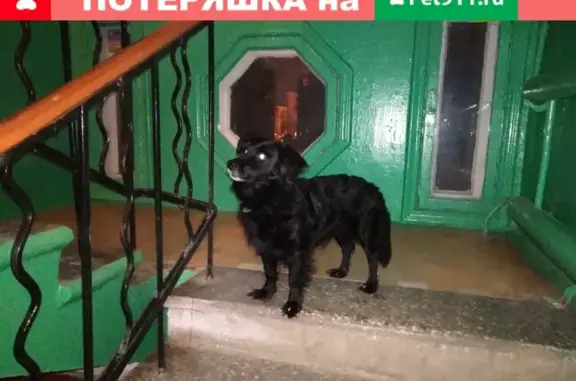 Найдена собака на ул. Металлургов 17А