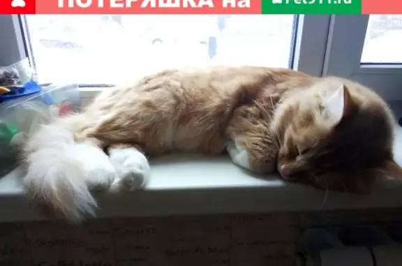 Пропал кот Чарли, ул. Пархоменко 31, Петрозаводск