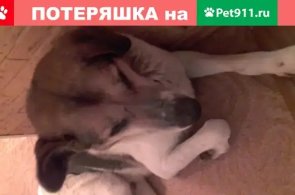 Собака Кобель найдена в Сертолово, Ленинградская область