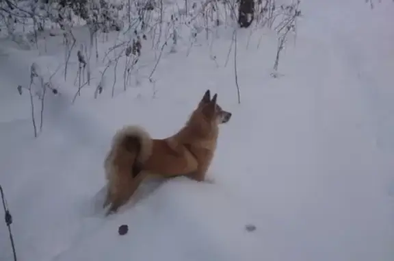 Пропала рыжая лайка в Налиме, вознаграждение.