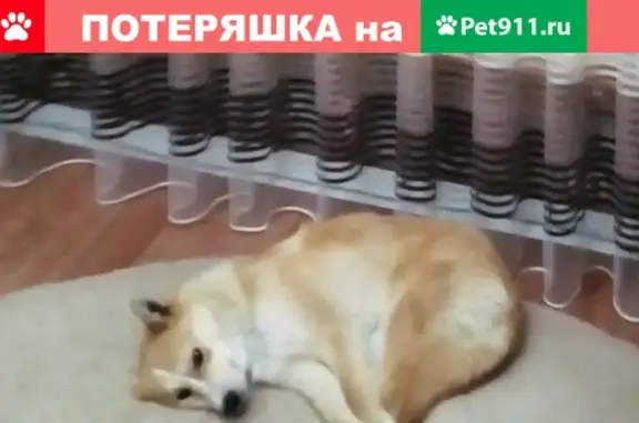 Пропала рыжая собака в Кулебаках, Нижегородская область
