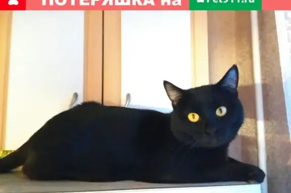 Найден кот на улице Левитана в Кирове