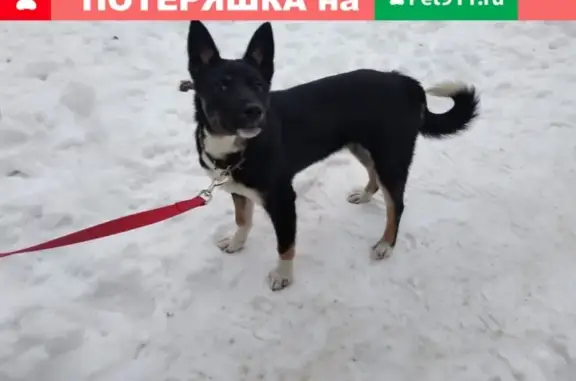 Найдена собака в Северске, ищем хозяев