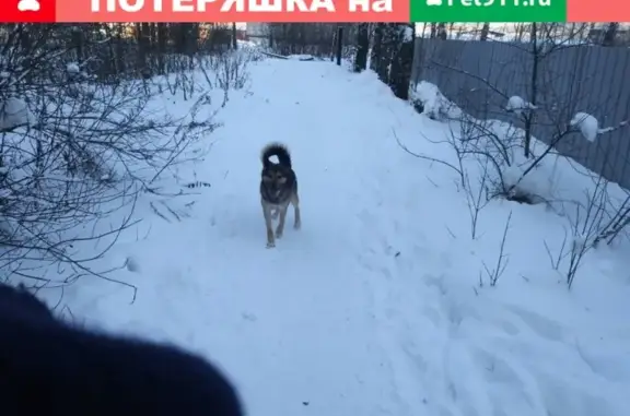 Потеряшка на Муромской: молодая собака ищет дом
