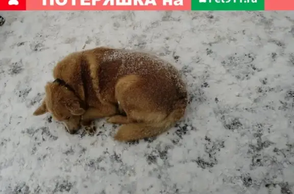 Найдена собака в Казани, район парк хауса