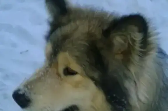 Собаки потеряшки, Арапово, фото: Потеряшка собака в селе Арапово, Нижегородская область