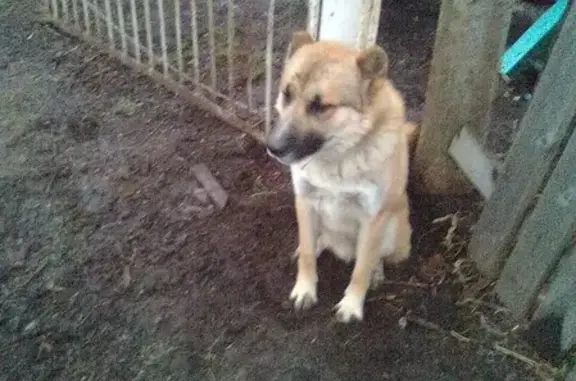 Пропала собака Макс в районе Парка Ветеранов, нужна помощь!