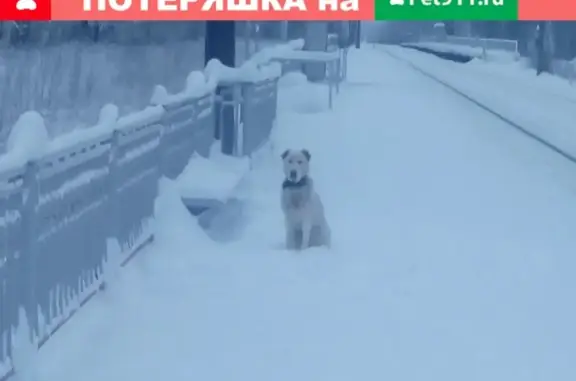 Собака найдена на платформе Лаврики, Всеволожский район, Ленобласть