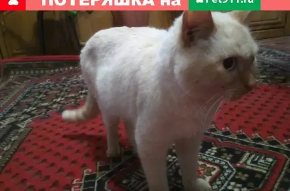 Найдена кошка на улице Репина в Перми!